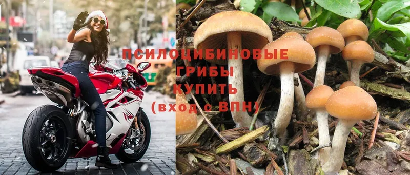 Галлюциногенные грибы Psilocybe  Поронайск 